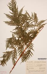 Pteris epaleata. Herbarium specimen from Resolution Island, Fiordland, CHR 2353997B, showing a mature fertile frond.
 Image: B. Hatton © Landcare Research CC BY-NC 3.0 NZ